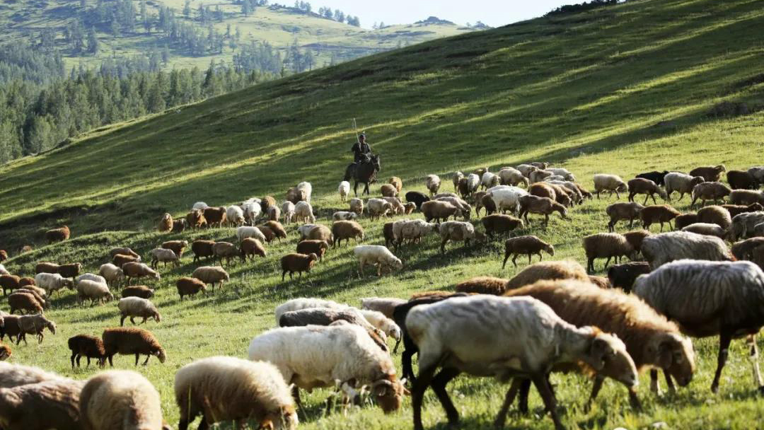 【阿勒泰市】阿勒泰地区多措并举推动肉羊产业提质增效