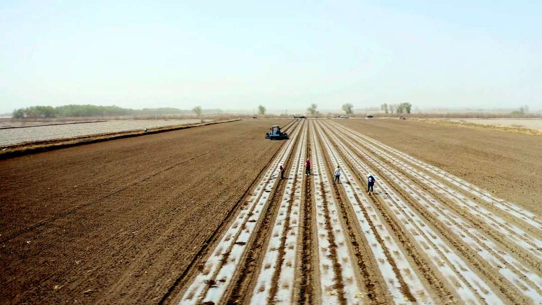 一团金银川镇20.8万亩棉花播种全面完成